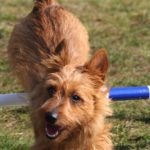 Australian Terrier