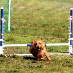 Australian Terrier