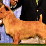 Australian Terrier