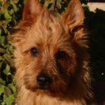 Australian Terrier