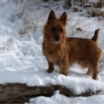 Australian Terrier