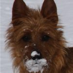 Australian Terrier