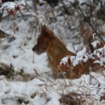 Australian Terrier