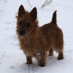 Australian Terrier