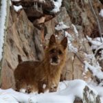 Australian Terrier