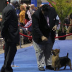 Australian Terrier Breeders Australian Terrier Puppies Australian Terrier Breeders In Washington State Australian Terrier Breeders in Oregon State Australian Terrier Breeders in Colorado State Australian Terrier Rescue Australian Terrier Club of America Australian Terrier International