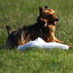 Australian Terrier Breeders Australian Terrier Puppies Australian Terrier Breeders In Washington State Australian Terrier Breeders in Oregon State Australian Terrier Breeders in Colorado State Australian Terrier Rescue Australian Terrier Club of America Australian Terrier International