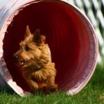 Australian Terrier