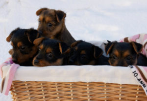 arista_aussie_puppies