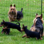 Australian Terrier Breeders Australian Terrier Puppies Australian Terrier Breeders In Washington State Australian Terrier Breeders in Oregon State Australian Terrier Breeders in Colorado State Australian Terrier Rescue Australian Terrier Club of America Australian Terrier International