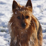 Australian Terrier Breeders Australian Terrier Puppies Australian Terrier Breeders In Washington State Australian Terrier Breeders in Oregon State Australian Terrier Breeders in Colorado State Australian Terrier Rescue Australian Terrier Club of America Australian Terrier International