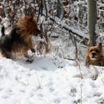 Australian Terrier Breeders Australian Terrier Puppies Australian Terrier Breeders In Washington State Australian Terrier Breeders in Oregon State Australian Terrier Breeders in Colorado State Australian Terrier Rescue Australian Terrier Club of America Australian Terrier International