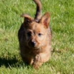 Australian Terrier