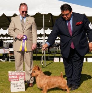 Ralfie & Gabriel Rangel Arista Australian Terriers