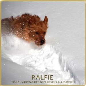 Ralfie Arista Australian Terriers