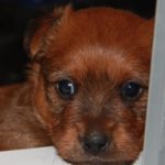 Australian Terrier