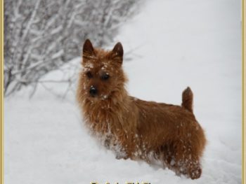 BISS GCH Arista Redsky’s Love Is All There Is “Ralfie”, CGC, TDI (Australian Terrier)