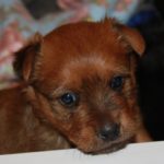 Australian Terrier