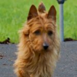 Australian Terrier