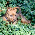 Australian Terrier