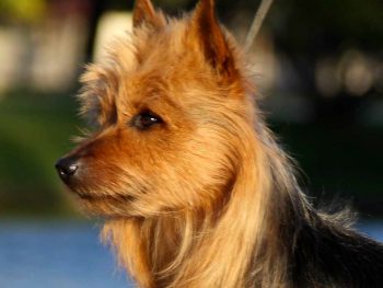 BISS GCH Black Back Firefly, "Ringo" (Australian Terrier)