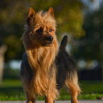 Australian Terrier Breeders Australian Terrier Puppies Australian Terrier Breeders In Washington State Australian Terrier Breeders in Oregon State Australian Terrier Breeders in Colorado State Australian Terrier Rescue Australian Terrier Club of America Australian Terrier International