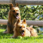 Australian Terrier Breeders Australian Terrier Puppies Australian Terrier Breeders In Washington State Australian Terrier Breeders in Oregon State Australian Terrier Breeders in Colorado State Australian Terrier Rescue Australian Terrier Club of America Australian Terrier International