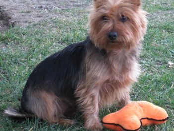 Arista's Black Back Spice Girl "Posh" (Australian Terrier)