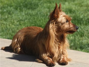 CH Aristas Velvet, The Queen "Velvet" (Australian Terrier)