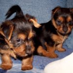 Australian Terrier Breeders Australian Terrier Puppies Australian Terrier Breeders In Washington State Australian Terrier Breeders in Oregon State Australian Terrier Breeders in Colorado State Australian Terrier Rescue Australian Terrier Club of America Australian Terrier International