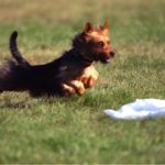 Australian Terrier Breeders Australian Terrier Puppies Australian Terrier Breeders In Washington State Australian Terrier Breeders in Oregon State Australian Terrier Breeders in Colorado State Australian Terrier Rescue Australian Terrier Club of America Australian Terrier International