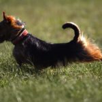 Australian Terrier Breeders Australian Terrier Puppies Australian Terrier Breeders In Washington State Australian Terrier Breeders in Oregon State Australian Terrier Breeders in Colorado State Australian Terrier Rescue Australian Terrier Club of America Australian Terrier International