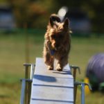 Australian Terrier Breeders Australian Terrier Puppies Australian Terrier Breeders In Washington State Australian Terrier Breeders in Oregon State Australian Terrier Breeders in Colorado State Australian Terrier Rescue Australian Terrier Club of America Australian Terrier International