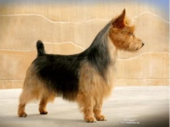 2011 Sadly, Australian Terrier Alfie dies in a tragic accident.