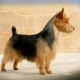 Australian Terrier