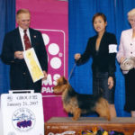 Australian Terrier Breeders Australian Terrier Puppies Australian Terrier Breeders In Washington State Australian Terrier Breeders in Oregon State Australian Terrier Breeders in Colorado State Australian Terrier Rescue Australian Terrier Club of America Australian Terrier International