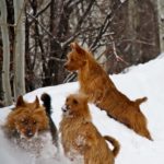 Australian Terrier Breeders Australian Terrier Puppies Australian Terrier Breeders In Washington State Australian Terrier Breeders in Oregon State Australian Terrier Breeders in Colorado State Australian Terrier Rescue Australian Terrier Club of America Australian Terrier International