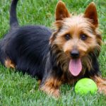 Australian Terrier