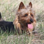 Australian Terrier Breeders Australian Terrier Puppies Australian Terrier Breeders In Washington State Australian Terrier Breeders in Oregon State Australian Terrier Breeders in Colorado State Australian Terrier Rescue Australian Terrier Club of America Australian Terrier International