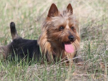 GCH Benayr Just for Kicks "Beckham" (Australian Terrier)