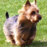 Australian Terrier Breeders Australian Terrier Puppies Australian Terrier Breeders In Washington State Australian Terrier Breeders in Oregon State Australian Terrier Breeders in Colorado State Australian Terrier Rescue Australian Terrier Club of America Australian Terrier International