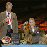 Australian Terrier Breeders Australian Terrier Puppies Australian Terrier Breeders In Washington State Australian Terrier Breeders in Oregon State Australian Terrier Breeders in Colorado State Australian Terrier Rescue Australian Terrier Club of America Australian Terrier International