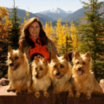Australian Terrier Breeders Australian Terrier Puppies Australian Terrier Breeders In Washington State Australian Terrier Breeders in Oregon State Australian Terrier Breeders in Colorado State Australian Terrier Rescue Australian Terrier Club of America Australian Terrier International