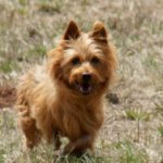 Australian Terrier Breeders Australian Terrier Puppies Australian Terrier Breeders In Washington State Australian Terrier Breeders in Oregon State Australian Terrier Breeders in Colorado State Australian Terrier Rescue Australian Terrier Club of America Australian Terrier International