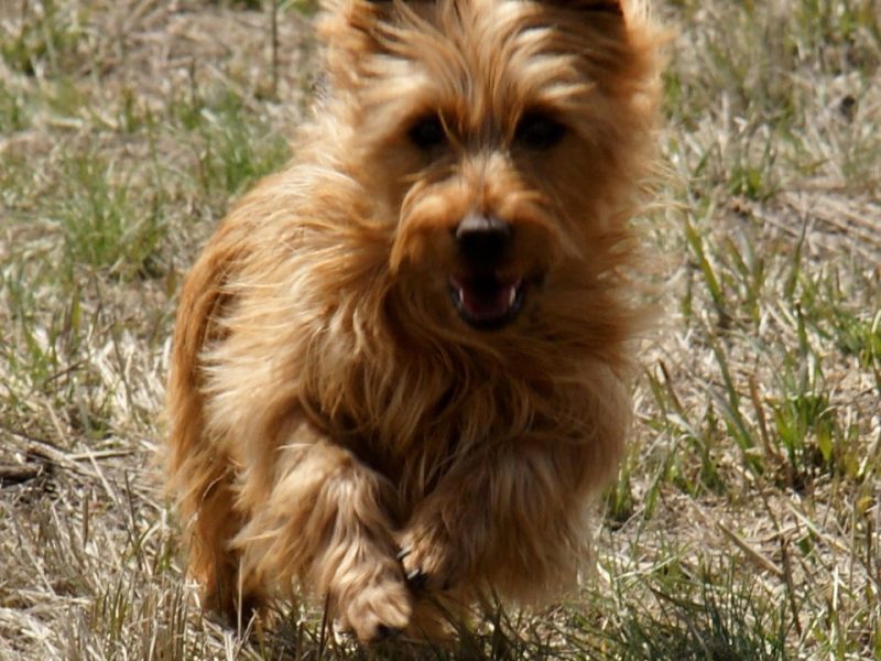 Australian Terrier Breeders Australian Terrier Puppies Australian Terrier Breeders In Washington State Australian Terrier Breeders in Oregon State Australian Terrier Breeders in Colorado State Australian Terrier Rescue Australian Terrier Club of America Australian Terrier International