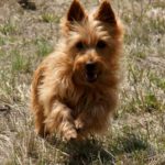 Australian Terrier Breeders Australian Terrier Puppies Australian Terrier Breeders In Washington State Australian Terrier Breeders in Oregon State Australian Terrier Breeders in Colorado State Australian Terrier Rescue Australian Terrier Club of America Australian Terrier International