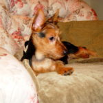 Australian Terrier