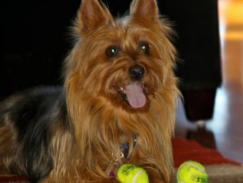 CH Lucky Lady Emme (Australian Terrier)