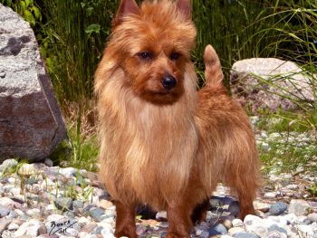 BISS GCH Ryba’s Nothing But Blue Skies "Indy" (Australian Terrier)