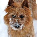 Australian Terrier Breeders Australian Terrier Puppies Australian Terrier Breeders In Washington State Australian Terrier Breeders in Oregon State Australian Terrier Breeders in Colorado State Australian Terrier Rescue Australian Terrier Club of America Australian Terrier International